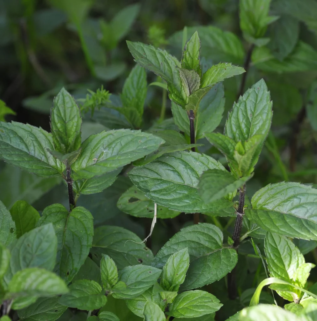 Mięta ogrodowa - Ogród na wsi - blog ogrodniczy