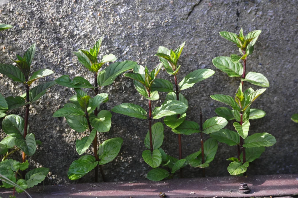 Mięta pieprzowa - uprawa w ogrodzie i doniczce - ogród na wsi