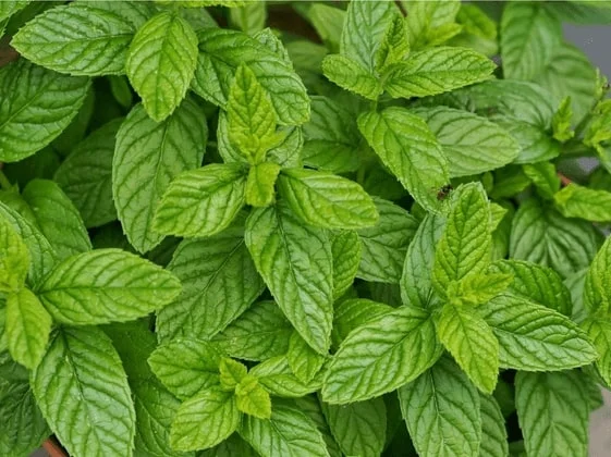 Mięta ogrodowa - zielona - ogród na wsi