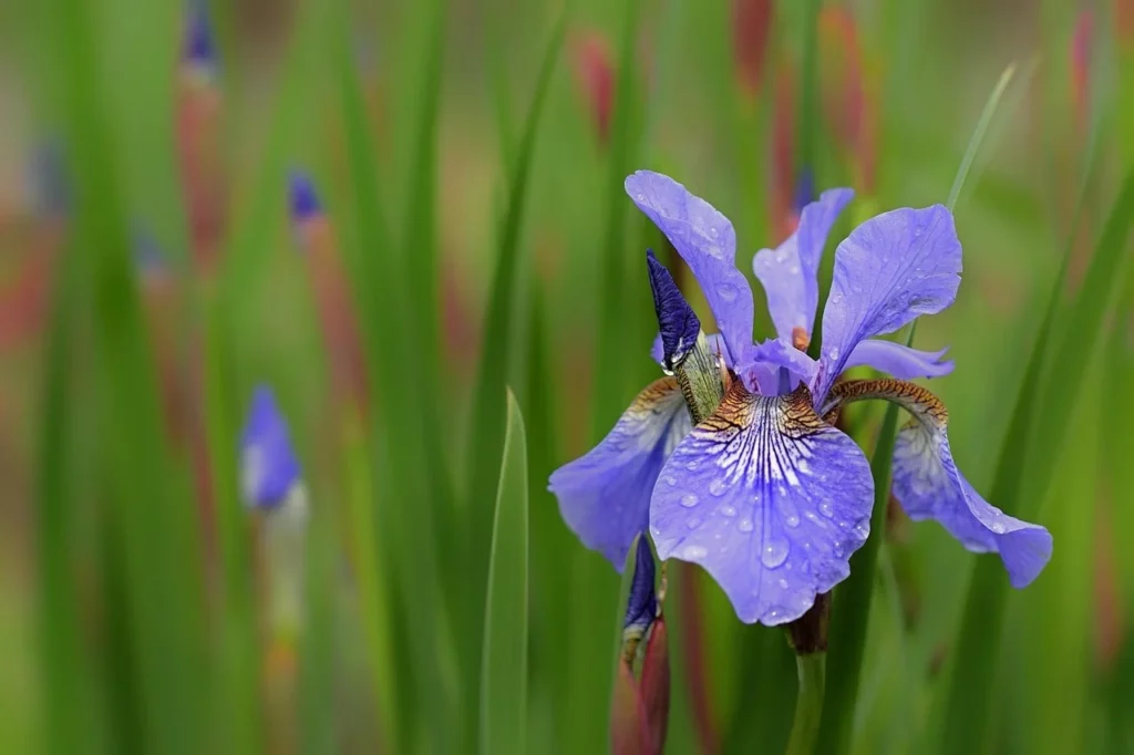 Irys syberyjski na blogu - ogród na wsi