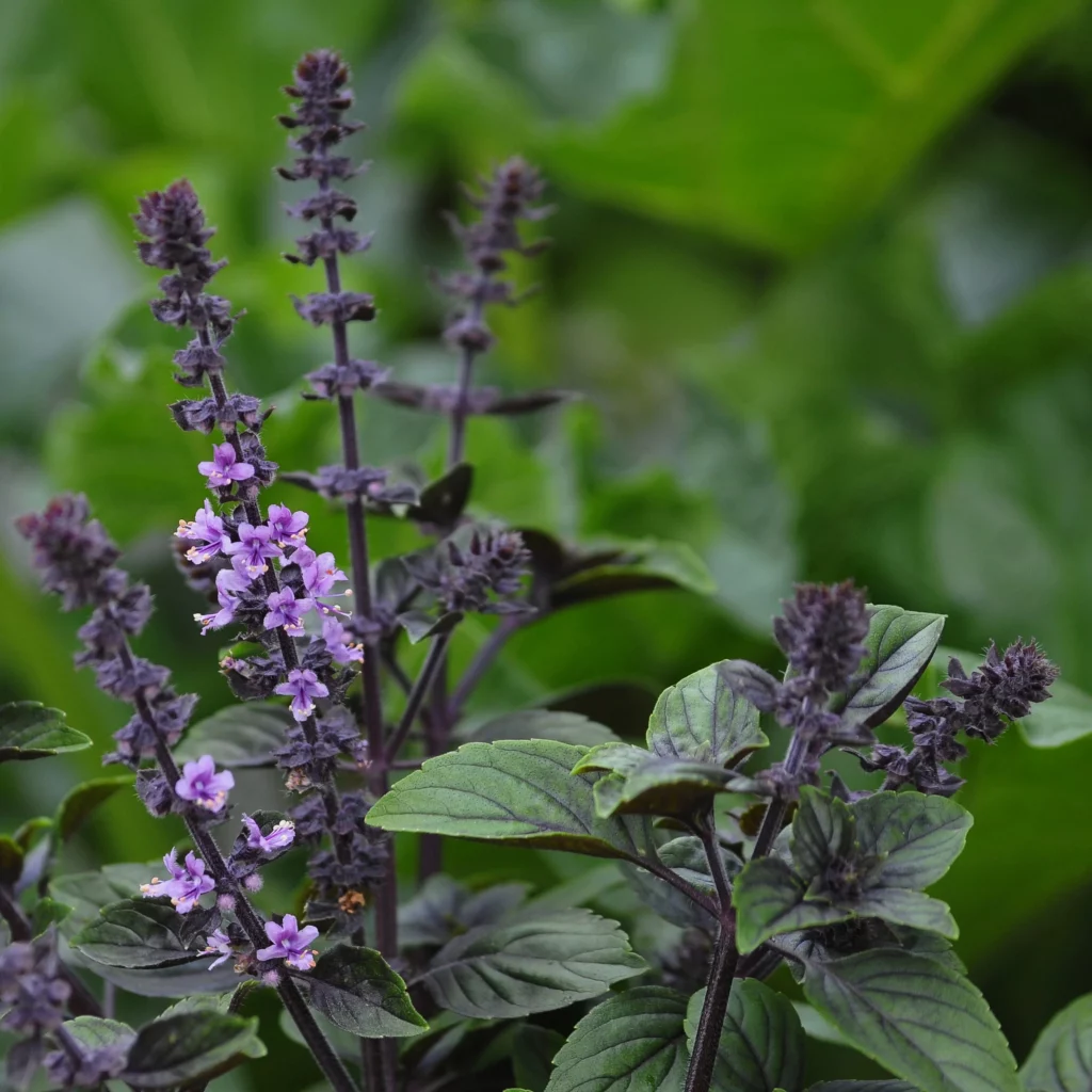 Kwitnąca bazylia w ogrodzie - Ogród na wsi - blog ogrodniczy