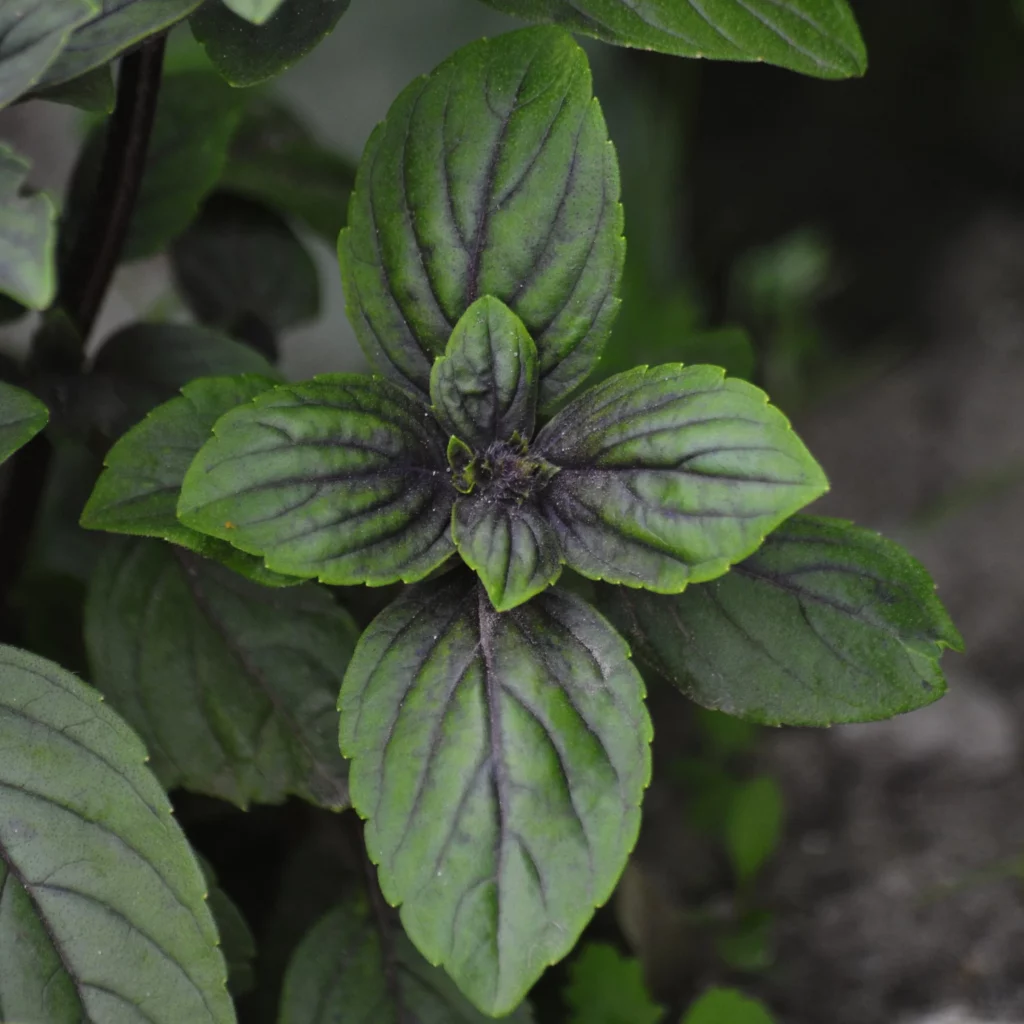 Bazylia - tak wygląda bazylia - zioło w ogrodzie i doniczce - Ogród na wsi - blog ogrodniczy