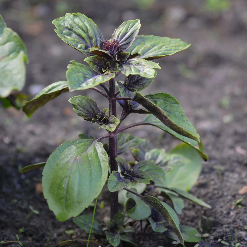 Bazylia z nasion - w ogrodzi i doniczce - uprawa, nawożenie, podlewanie - Ogród na wsi - blog ogrodniczy