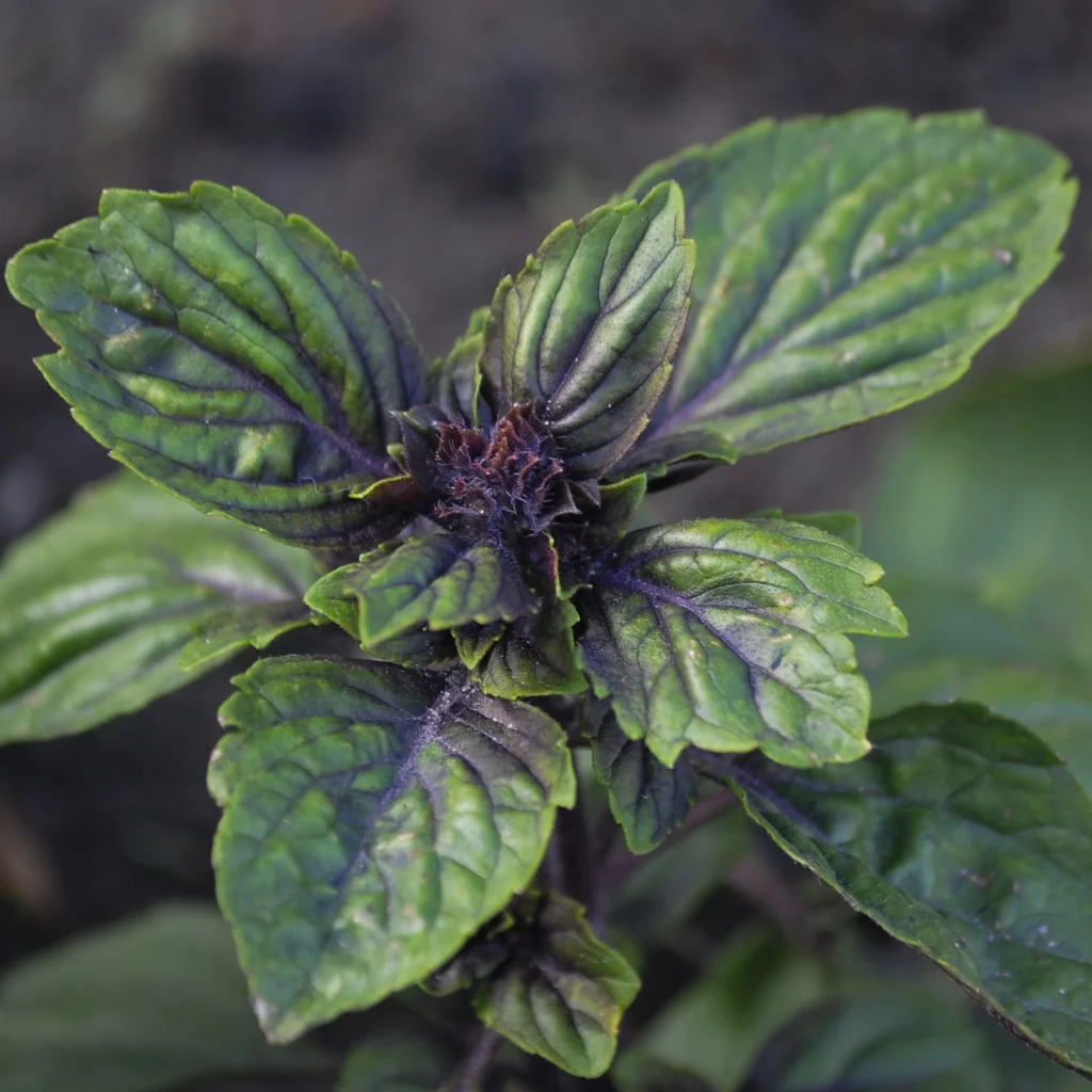 Bazylia - uprawa, nawożenie, rozmnażanie - Ogród na wsi - blog ogrodniczy