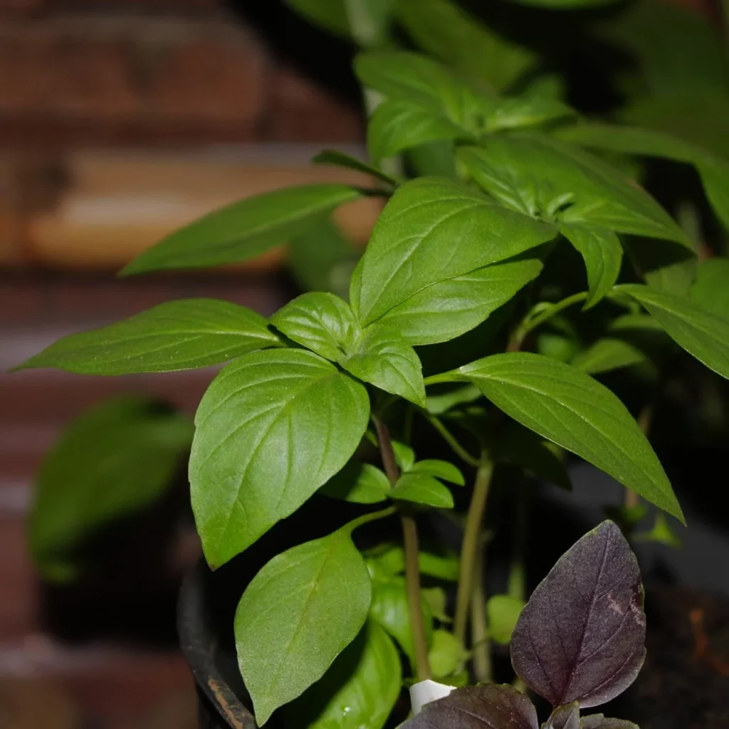 Bazylia w donicznce - uprawa w domu - Ogród na wsi - blog ogrodniczy