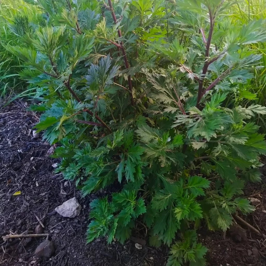 Bylica pospolita - informacje o roślinie - ogrod-na-wsi.pl