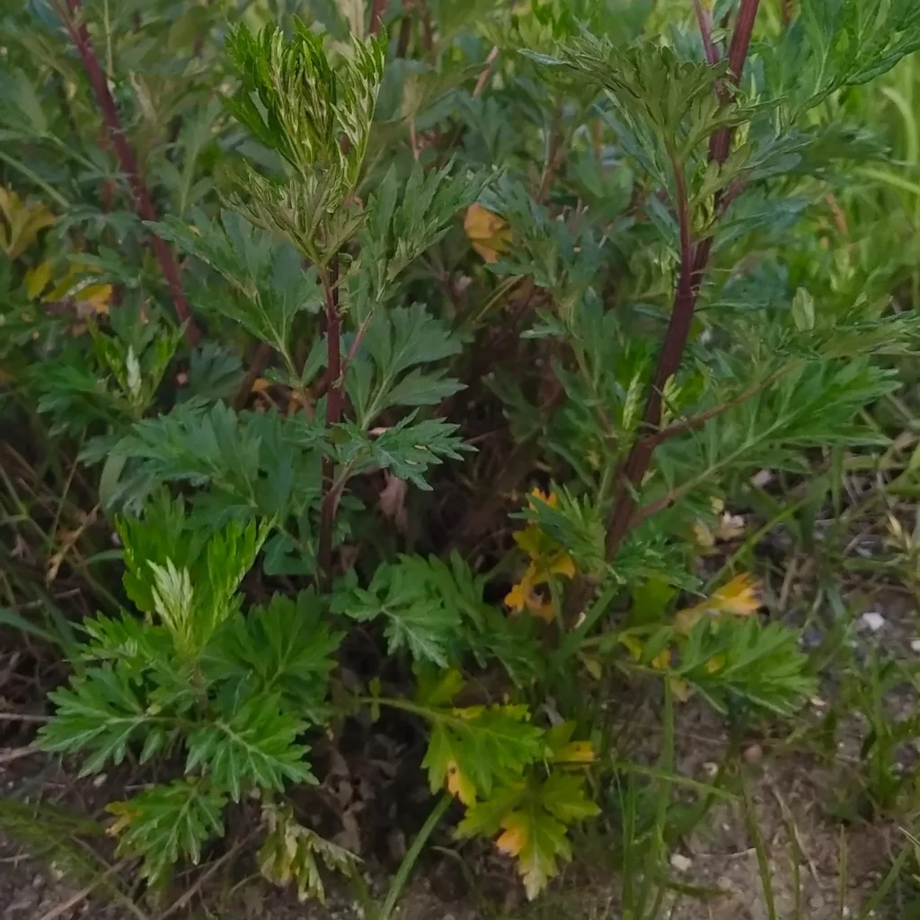 Bylica pospolita - roślina polna - zioło - ogrod-na-wsi.pl