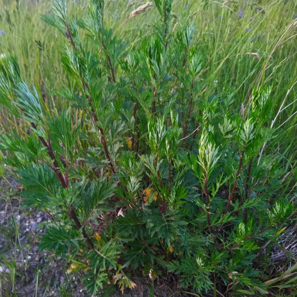 Bylica pospolita - roślina polna - www.ogrod-na-wsi.pl