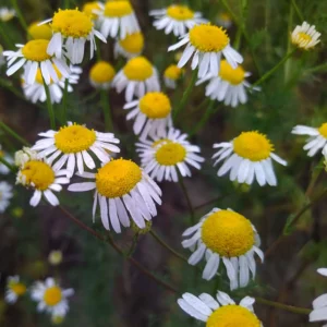 Jastrun właściwy znany także jako margarytka lub złocień - kwiat polny - blog ogrodniczy: Ogród na wsi