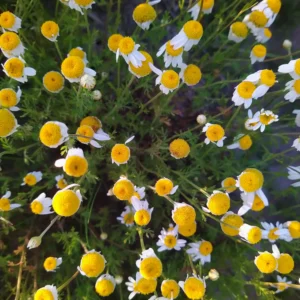 Jastrun właściwy, margarytka także złocień - kwiat polny - blog ogrodniczy: Ogród na wsi -