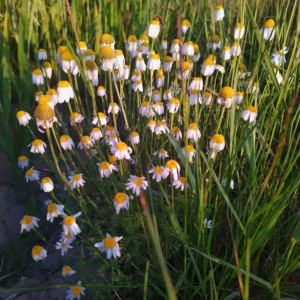 Jastrun właściwy, margarytka i złocień - kwiat polny - blog ogrodniczy: Ogród na wsi