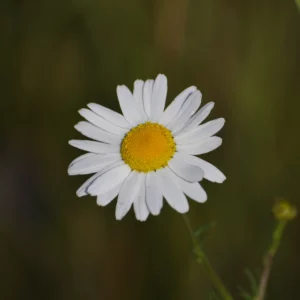 Jastrun właściwy, czyli margarytka lub złocień - kwiat polny - blog: Ogród na wsi