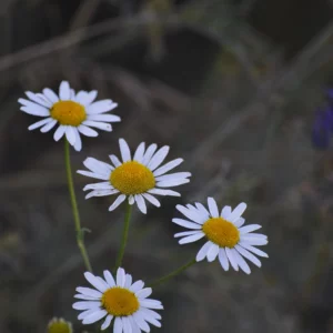 Jastrun właściwy, także margarytka, złocień - kwiat polny - blog ogrodniczy: Ogród na wsi