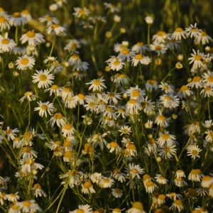 Jastrun właściwy, margarytka, złocień - kwiat polny - blog ogrodniczy: Ogród na wsi