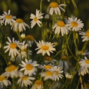 Jastrun właściwy, czyli margarytka lub złocień - kwiat ogrodowy - blog: Ogród na wsi