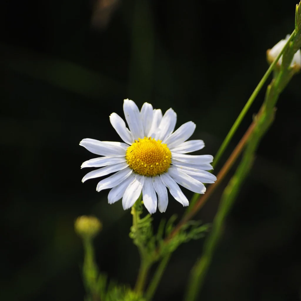 Jastrun właściwy, także margarytka lub złocień - kwiat polny - blog: Ogród na wsi