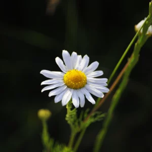 Jastrun właściwy, także margarytka lub złocień - kwiat polny - blog: Ogród na wsi
