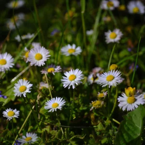 Jastrun właściwy, margarytka lub złocień - kwiat polny - blog ogrodniczy: Ogród na wsi