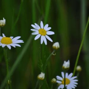 Jastrun właściwy, margarytka, złocień - kwiat polny - Ogród na wsi