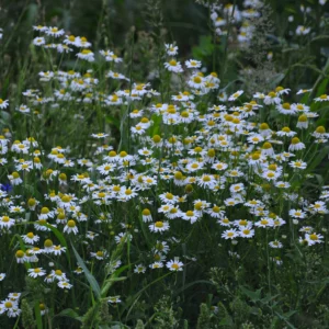 Jastrun właściwy, margarytka lub złocień - kwiat polny - Ogród na wsi