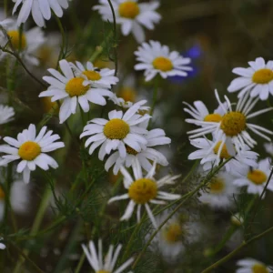 Jastrun właściwy, czyli margarytka - kwiat polny - blog: Ogród na wsi