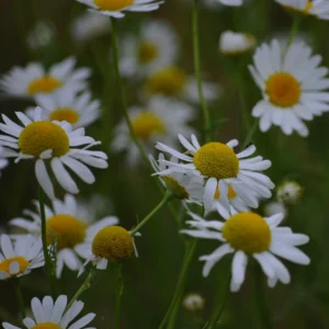 Jastrun właściwy, czyli margarytka lub złocień - kwiat polny - Ogród na wsi