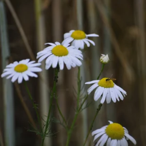Jastrun właściwy, margarytka lub złocień właściwy - kwiat polny - blog: Ogród na wsi