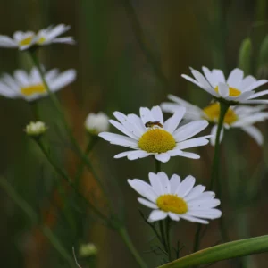 Jastrun właściwy, margarytka - kwiat polny - blog: Ogród na wsi