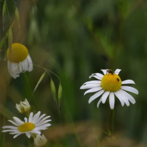 Jastrun właściwy, czyli margarytka - kwiat ogrodowy - blog: Ogród na wsi