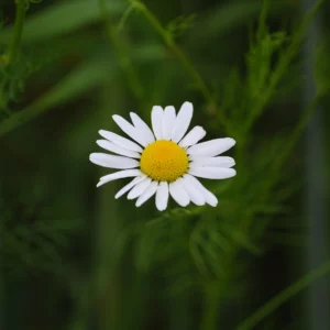 Jastrun właściwy, margarytka, złocień - kwiat polny - blog: Ogród na wsi