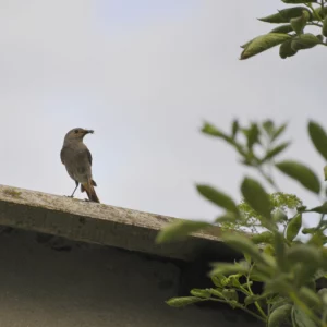 Kopciuszek - ptak ogrodowy - Ogród na wsi - blog ogrodniczy