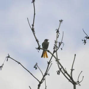 Kopciuszek - ptak podobny do wróbla z brązowym ogonem - - Ogród na wsi - blog ogrodniczy