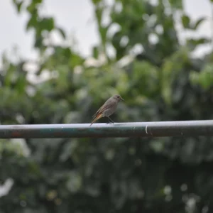 Kopciuszek - towarzyski ptak na wsi - Ogród na wsi - blog ogrodniczy