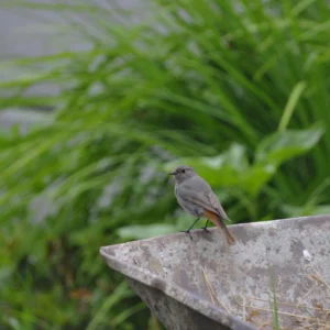 Kopciuszek - ptak ogrodowy - Ogród na wsi - blog ogrodniczy