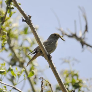 Kopciuszek - ptak żywiący się owadami - Ogród na wsi - blog ogrodniczy