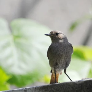 Kopciuszek - ptaki w ogrodzie na wsi - Ogród na wsi - blog ogrodniczy