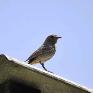 Kopciuszek - ptak - Ogród na wsi - blog ogrodniczy