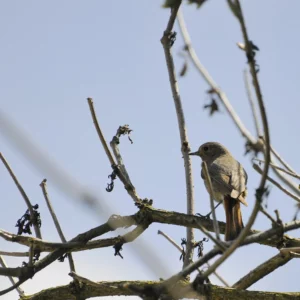 Ptak kopciuszek - Ogród na wsi - blog ogrodniczy