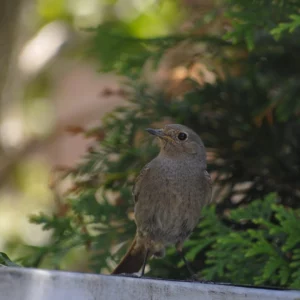 Ptak Kopciuszek - na wsi - Ogród na wsi - blog ogrodniczy