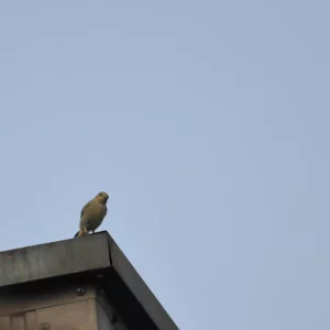 Kopciuszek - ptak na kominie - Ogród na wsi - blog ogrodniczy