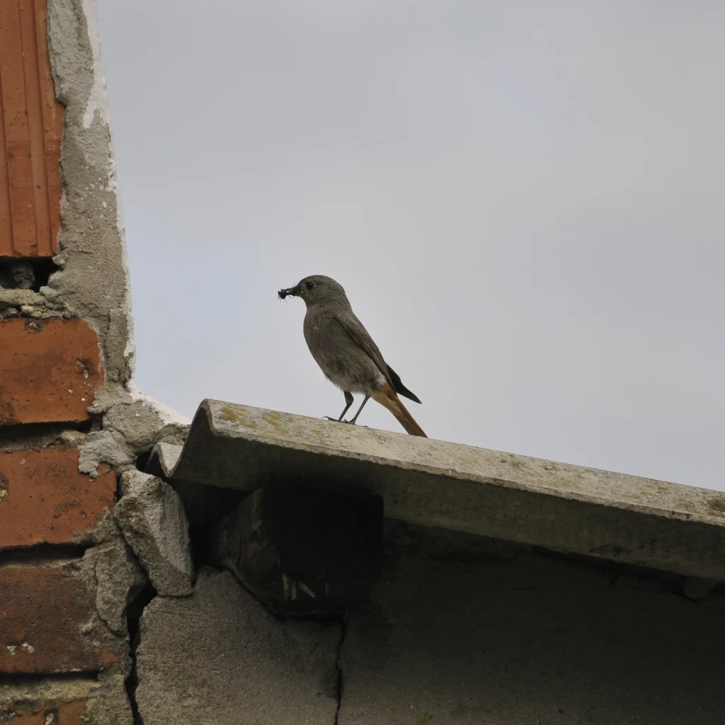 Kopciuszek - ptak polny i ogrodowy - blog ogrodniczy - ogród na wsi