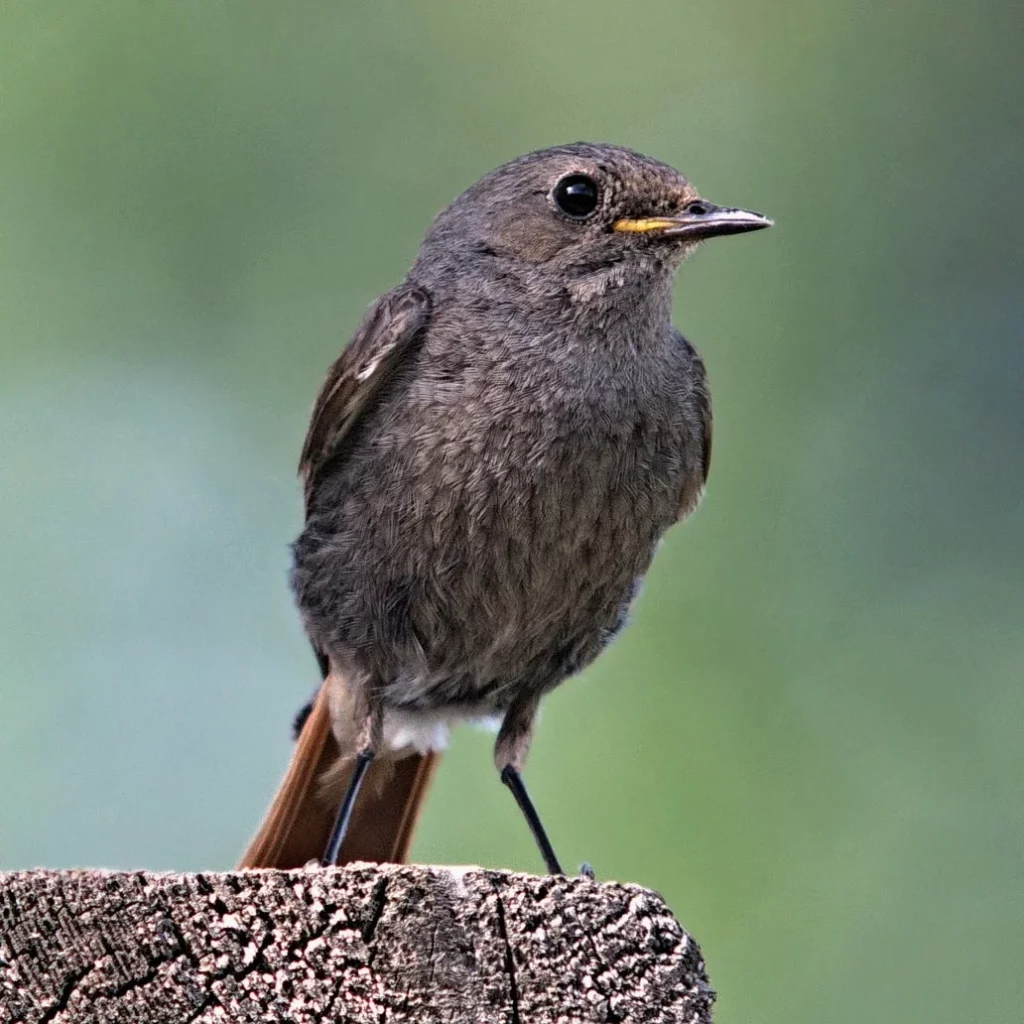 Kopciuszek - ptak polny i ogrodowy - blog ogrodniczy - ogród na wsi