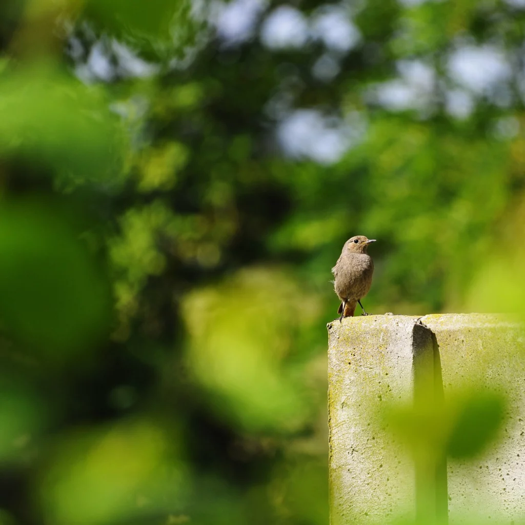 Kopciuszek w ogrodzie - blog ogrodniczy - ogród na wsi