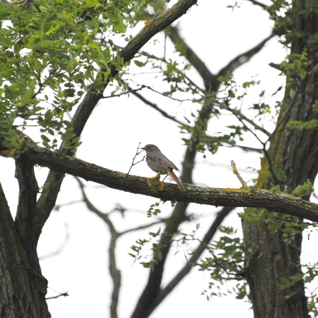 Kopciuszek - ptak polny i ogrodowy - blog ogrodniczy - ogród na wsi