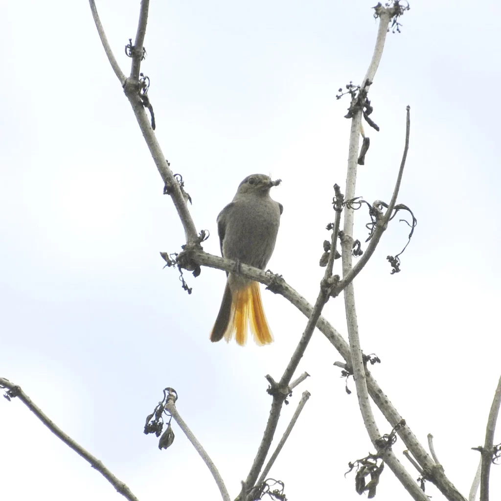 Kopciuszek - ptak ogrodowy - blog ogrodniczy - ogród na wsi