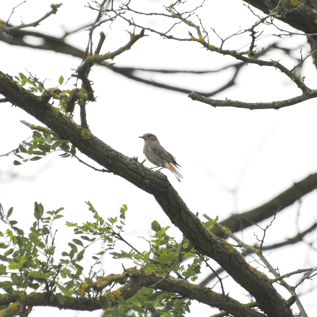Kopciuszek - ptak wiejski i ogrodowy - blog ogrodniczy - ogród na wsi