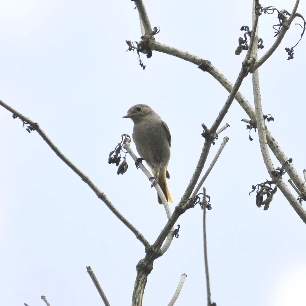 Kopciuszek - ptak pomocny w ogrodzie - blog ogrodniczy - ogród na wsi