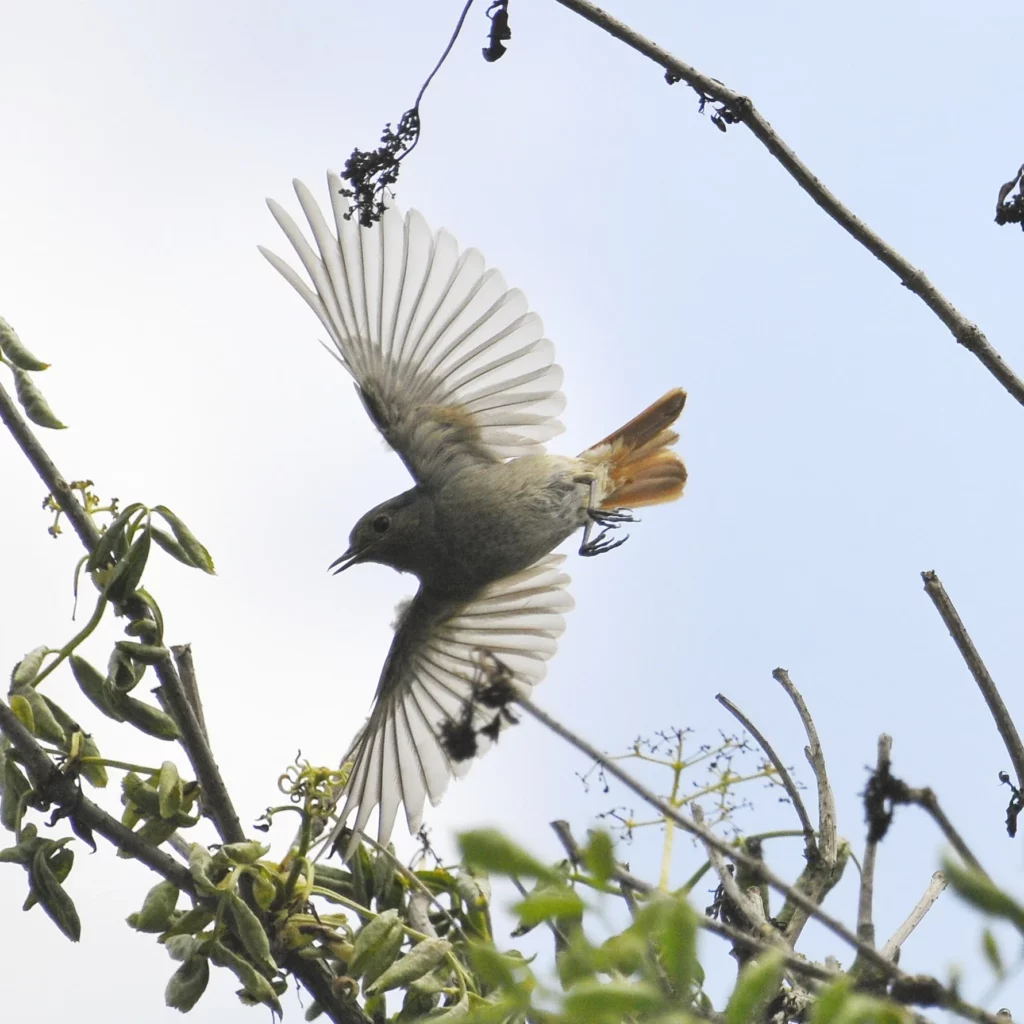 Kopciuszek w locie - blog ogrodniczy - ogród na wsi