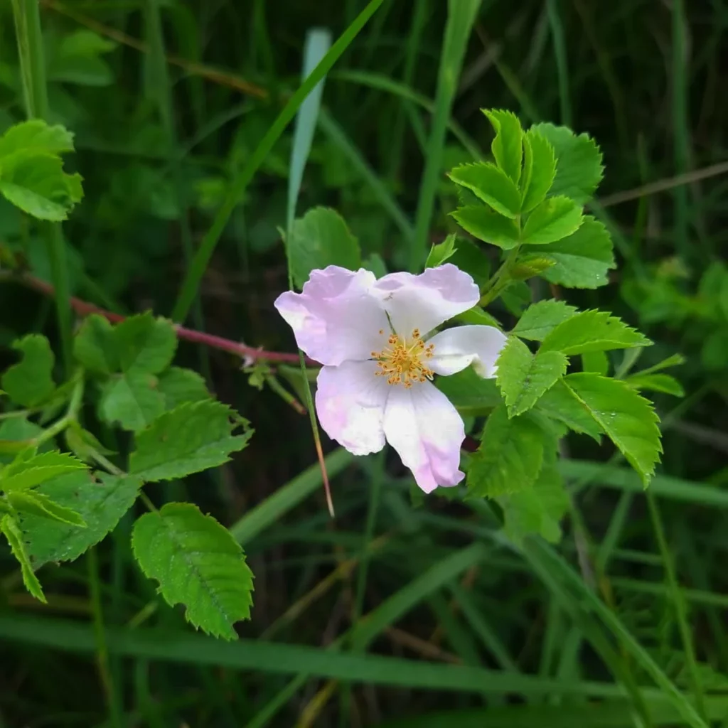 Kwitnienie - kwiat dzikiej róży - ogrod-na-wsi.pl