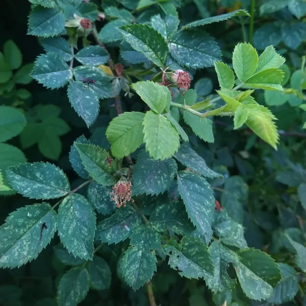 Krzew dzikiej róży - ogrod-na-wsi.pl